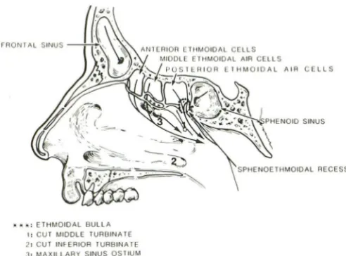 TABLE 1: Screening sinus CT technique protocol 