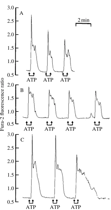 Fig. 1. ATP-evoked increases in [Ca2+]i. Each panel shows an independent record from agroup of 2–5 cells superfused with control solution and stimulated with ATP (100�mol l�1)as indicated.