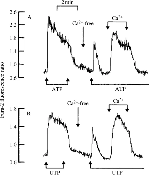 Fig. 3. Resolution of the increase in [Ca2+]i into two phases. (A) Cells were initiallysuperfused with control saline and exposed to ATP (100�mol l�1) for the 2min periodindicated