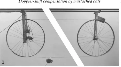 Fig. 1. The constant-velocity device. Two bicycle wheels (diameter 54 cm) were mounted 12 m apart and a wire cable was stretched between them