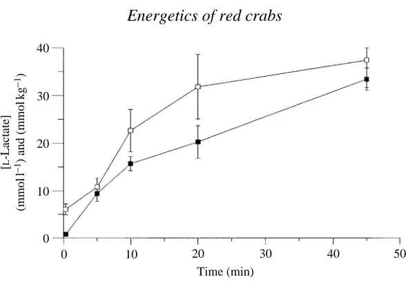 Fig. 5. LGecarcoidea natalis-Lactate content of blood (mmol l�1) (�) and leg muscle tissue (mmol kg�1) (�) in during a 45 min exercise period (N=6).