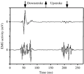 Fig. 1. Electromyographic signals from the pectoralis muscle of a flying budgerigar. The lower EMG, recorded using intramuscular bipolar electrodes (0.5 mm exposed tip), shows multiple-spike bursts that represent ‘tetanic’ contractions during two successiv