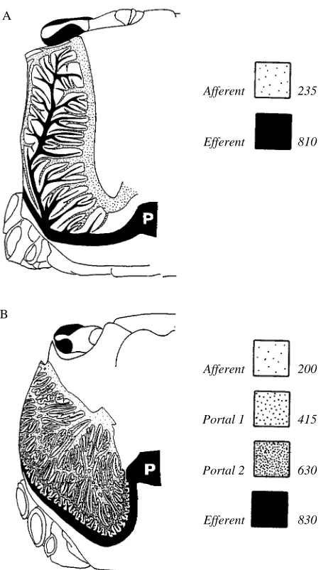 Fig. 1. Schematic drawing of the two major patterns of lung vasculature present in air-breathing brachyurans, as represented by (A) regions represent the different vessel systems in the lung, while the space between the vesselsis occupied by lacunae
