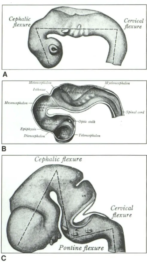Fig. 3. Embryology; 431 , Figs. 406 and 407 ing neural tube. C, diagrammatic representation of the flex-A, 6-mm stage; B, 11-mm stage (hemisection); 14-mm stage