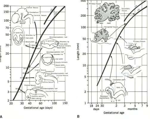 Fig. 6. A, the cerebellum. permission and 8 , Sequential development of the cerebellum