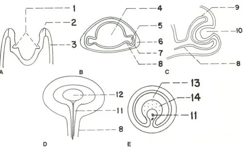 Fig. 1. c2, upA-D, Schematic drawings of early stages of eye development. £,Cross section of optic stalk with optic fissure