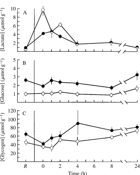 Fig. 7. Lactate (A), glucose (B) and glycogen (C) concentrations in gill (open circles) andhepatopancreas (ﬁlled circles) of Callinectes sapidus at rest (R) and during post-exerciserecovery