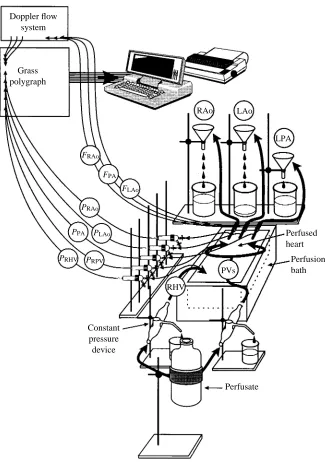 Fig. 2. A schematic diagram of the experimental set-up used to perfuse and monitor an in situcrocodile heart