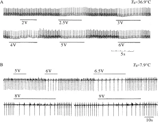 Fig. 2. Effect of bilateral vagotomy on the heart rate of an anesthetized, hibernating squirrelexhibiting an oscillating pattern of accelerating and decelerating heart rate