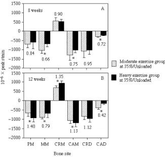 Fig. 5. Histograms comparing peak strains recorded at each site on the chick tibiotarsus at (A)8 and (B) 12 weeks of age when each group ran at the moderate (35%/UNL) exercise level.