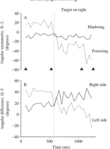 Fig. 5. (A) Angular asymmetry of the forewings and the hindwings and (B) angular differences between the right and left sides during the same trial as shown in Fig