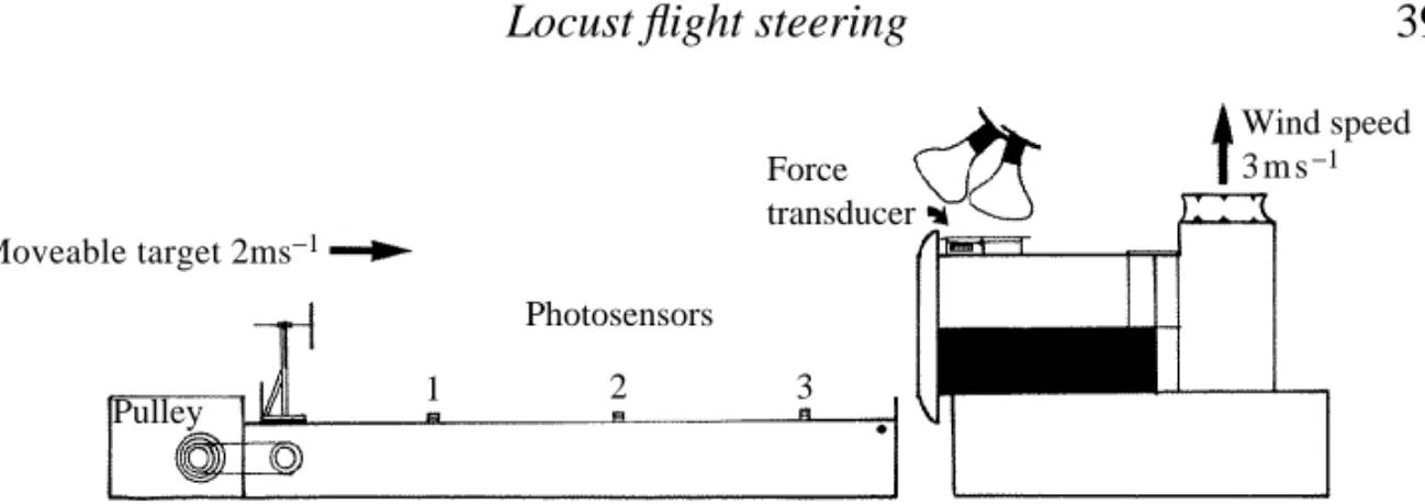 Fig. 1. The experimental set-up. Locusts were suspended from the force transducer. They faced out of the tunnel towards the target, which was propelled with a belt and pulley arrangement along the length of the track