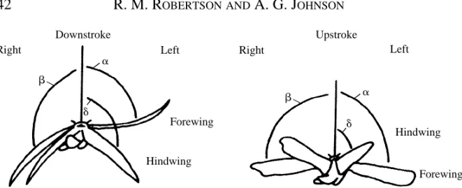 Fig. 3. Typical images of a locust attempting to steer to the left during the downstroke and the upstroke