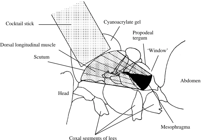 Fig. 1. Schematic illustration of the bumblebee preparation used in the high-speed videoexperiments.