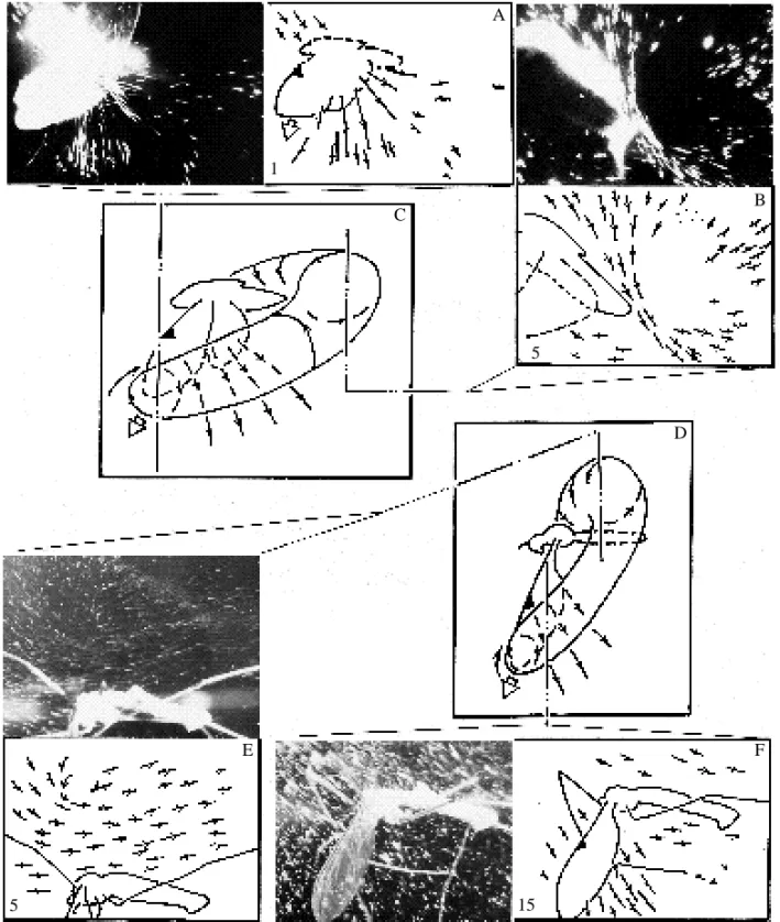 Fig. 6. Position of the upper  U -shaped bubble at the end of the downstroke. (A–C) The bug