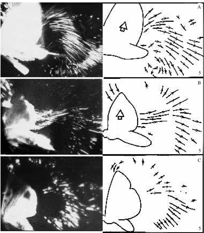 Fig. 11. Dorsal and ventral vortices above the body of the moth during the second half of the upstroke
