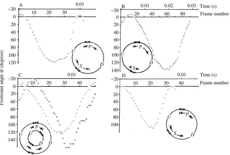 Fig. 3. Wingbeat kinematics in (A) Pitedia juniperina, (B) Heliothis armigera, (C) Tipula