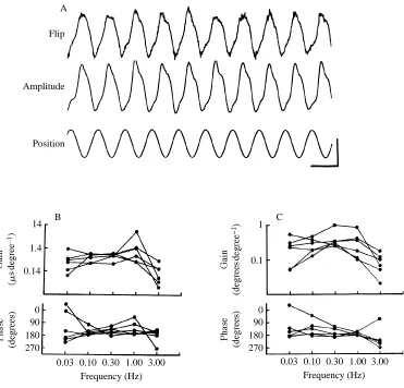 Fig. 3. The modulation of wing-beat amplitude and ventral ﬂip timing is strongly correlated.(A) During 0.5Hz sinusoidal oscillation of the visual stimulus, the modulation of wing-stroke