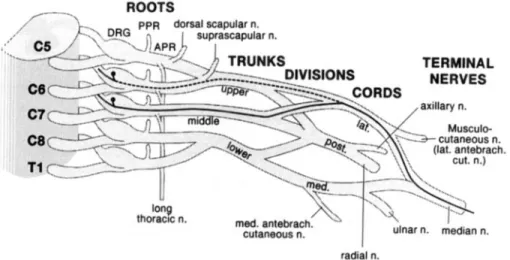 Figure  5 depicts the suggested pathways. 