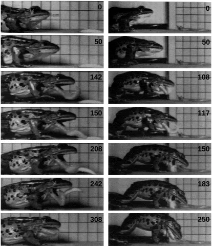 Fig. 2. Prey capture in Rana pipiens. The left-hand set of photographs is taken from awaxworm capture, the right-hand set is from an earthworm capture