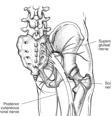 Figure 6-1. The sciatic nerve. (Reproduced, with permission, from Lindner HH.