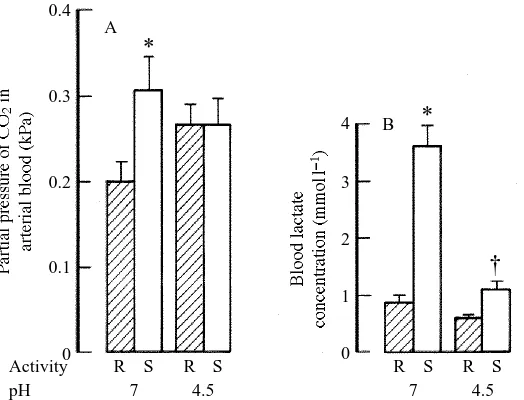 Fig. 1. Histograms showing mean values (+ Slactate concentration (B) in adult brown trout at rest (R) and while swimming at swimming at given level of activity