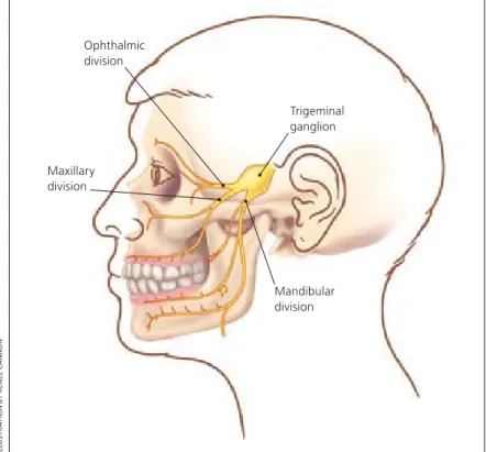 Figure 1. Trigeminal nerve.