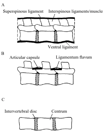 Fig. 1. The structures that were sequentially cut in the lesion experiments are illustrated.Symmetrical cuts were made across each joint and the bending cycles were repeated