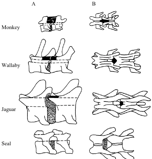 Fig. 5. Intervertebral joint anatomy of typical mid-lumbar joints of monkey, wallaby, jaguarand seal, are shown in sagittal (A) and dorsal (B) views