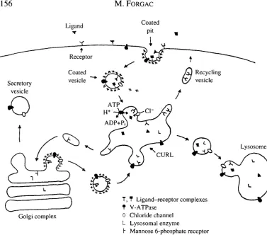 Fig. 1. Functions ofcomplexes vacuolar acidification in eukaryotic cells. Receptor-mediated endocytosisinvolves the concentration of ligand-receptor complexes in clathrin-coated pits at the cellsurface, followed by their invagination to form clathrin-coate