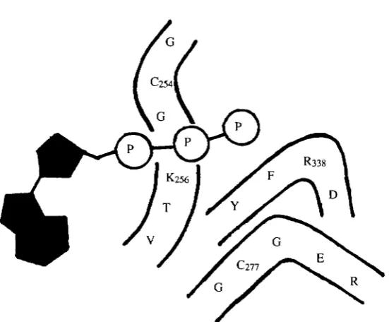 Fig. 3 Proposed model for the catalytic site of the V-ATPases. This model is based onidentification of cys254 as the catalytic site residue responsible for sensitivity of the V-conserved consensus sequences believed to be involved in nucleotide binding (Wa