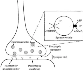 Fig. 1. Energy coupling of uptake of transmitter by synaptic vesicles.