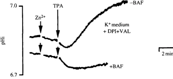 Fig. 2. Assessment of vacuolar-type H+blood neutrophils were isolated from human donors, loaded with the pH-sensitive fluorophoreGrinstein (1991)