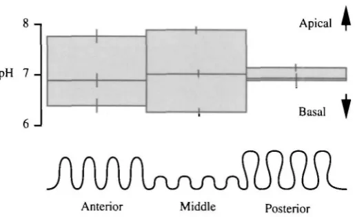 Fig. 7. Comparison of pH gradient across the three regions of Manduca sexta midgut in vitro.For each column, the upper line represents luminal pH, the centre line cytoplasmic pH and thelower line basal pH