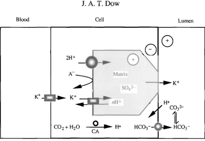 Fig. 13. A model for generation of high gut pH which imbues goblet cells with specialproperties, but without requiring a high cavity pH