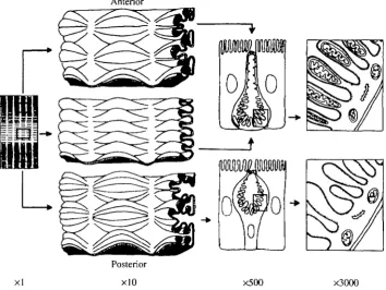 Fig. 1. Structure of the lepidopteran midgut. Regional specialisation into three zones is visibleat both coarse and progressively finer resolutions