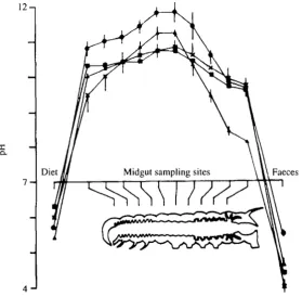 Fig. 2. pH profiles along the gut lumens of four larval lepidopteran species. (After Dow,1984.) In all cases, haemolymph pH was 6.7