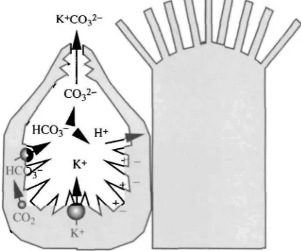 Fig. 3. Original model for high pH generation by the midgut of Manduca sexta. Spheresdenote a putative K+-ATPase, carbonic anhydrase and HCO3~/C1~ exchanger or HCO3~-ATPase
