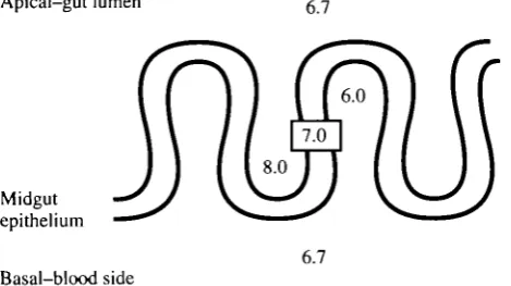 Fig. 6. Transepithelial pH gradients across Manduca sexta middle midgut in vitro. Tissue wasdouble-perfused with oxygenated saline at pH 6.7