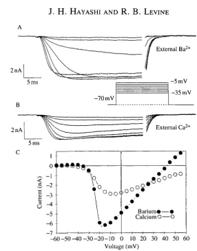 Fig. 5. Comparison of the sustained inward current with Ca2+Ba and Ba2+ as the chargecarriers