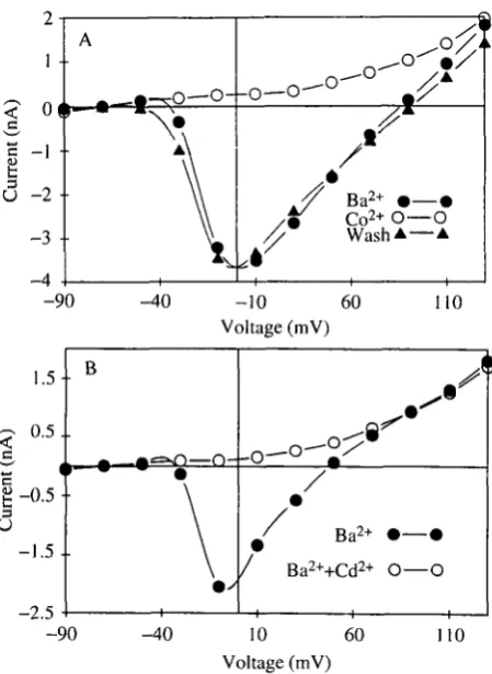 Fig. 6. Blockage of the Ba2+ current in leg motoneurons. (A) Current/voltagerelationship of the peak inward current obtained with the whole-cell voltage-clamptechnique as in Fig
