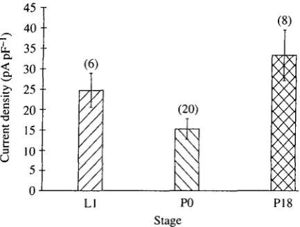Fig. 10. Comparison of the peak Ba2+adult (P18). The current density was calculated by dividing the peak inward currentcurrent declines significantly in stage P0 (P<0.05; Student's Mest), before increasingisolated from early last instar larvae (LI), early 