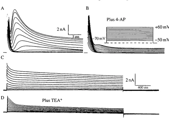 Fig. 12. Effect of potassium channel blockers on the outward currents. (A) A legmotoneuron isolated from a stage LI animal was held at —leg motoneuron from stage P18; experimental protocol as in A, but longer voltagecommands were given