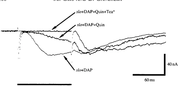 Fig. 2. Effects of quinidine and TEA"observed only at the very end of the pulse. The bathing solution contained1" on the synaptic delay and the slope of the onsetphase of electrotonically evoked synaptic currents