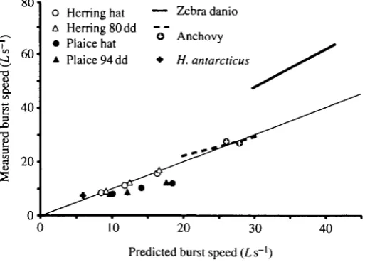 Fig. 9. Predicted speeds compared with measured speeds in body lengths per secondData from the present paper on herring and plaice larvae; zebra danio fromFuiman (1986), anchovy from Hunter (1972) and Webb and Corolla (1981) and