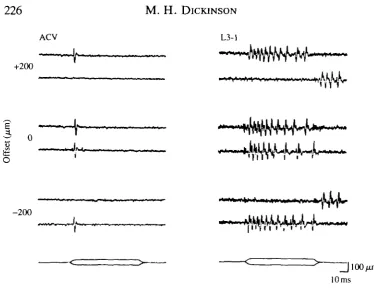 Fig. 2. Response of ACV and L3-1 neurones to direction and mean offset of chord-wise wing deformations