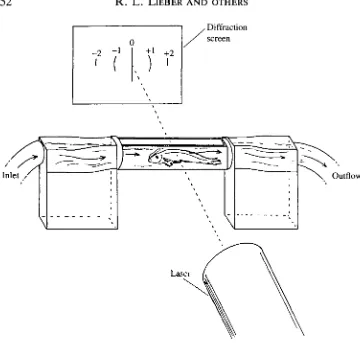 Fig. 2. Experimental apparatus used in this study. The fish is placed in the acrylicchamber and transilluminated by a HeNe laser