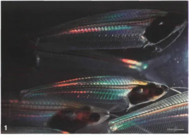 Fig. 1. Photograph of the glass catfish (Kryptopterus bicirri)The rainbow pattern on the fish represents diffraction of the white light by the illuminated by white light.sarcomeres within the fish musculature