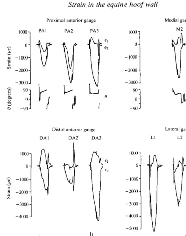 Fig. 4. Representative principal strain records from all gauge sites on all three animalsduring one stride of a trot at 3.75ms"1