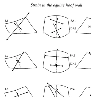 Fig. 5. Stylized sketches of lateral, anterior and medial views of horse hooves showingthe mean magnitudes and orientations of peak principal strainsto the dotted lines representing local alignment of the tubules